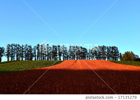 Twilight Hill 17135279