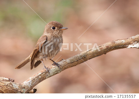 Brown-streaked Flycatcher 17135557