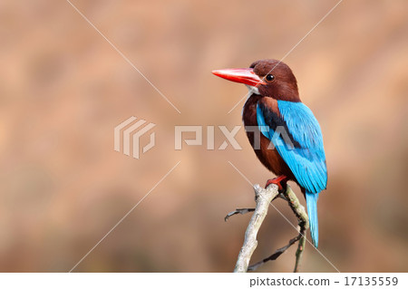 White-throated Kingfisher 17135559