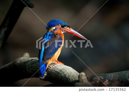 Blue-eared Kingfisher (female) 17135562