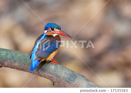 blue-eared kingfisher, blue-eared, female 17135563