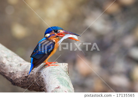 Blue-eared Kingfisher (female) 17135565