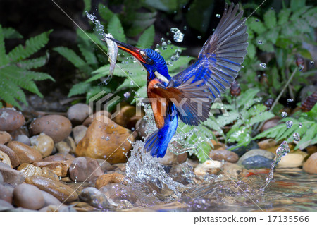 Blue-eared Kingfisher (male) 17135566