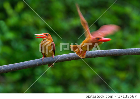 Ruddy Kingfisher 17135567