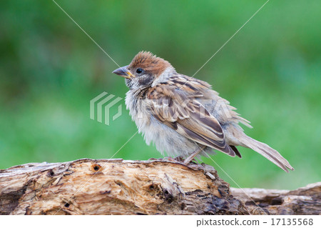 Eurasian Tree Sparrow 17135568