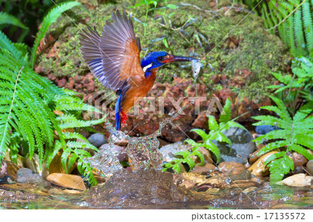 Blue-eared Kingfisher Catching 17135572