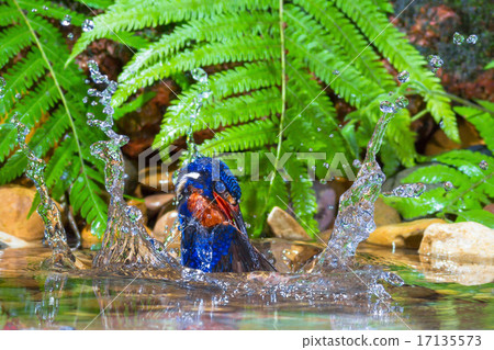 Blue-eared Kingfisher - Male 17135573