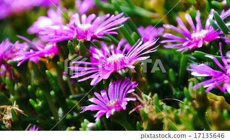 Pine needle 17135646