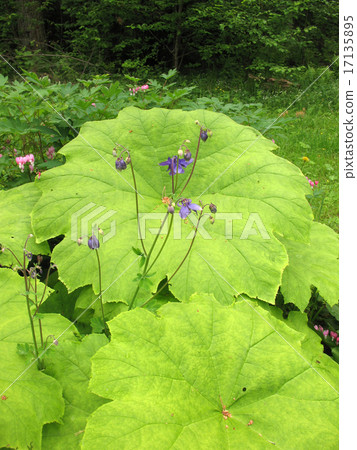 Astilboides (Astilboides tabularis)  17135895
