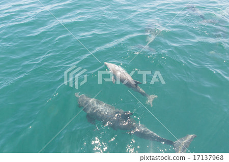 Parent and child of dolphin 17137968