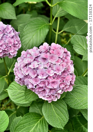 hydrangea hydrangea 17138324