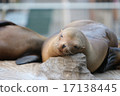 Sea lion 17138445