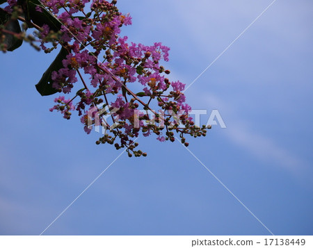 Crape myrtle 17138449