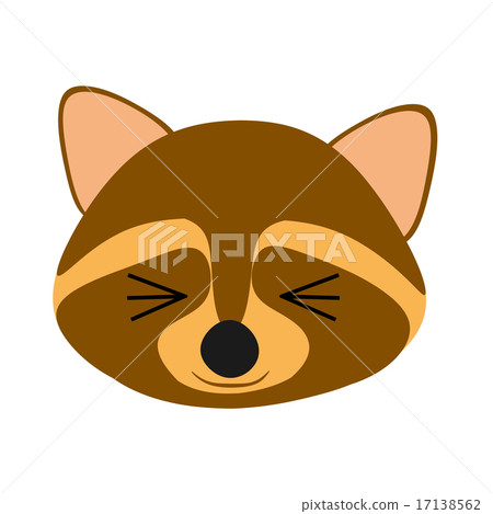 raccoon raccoon 17138562