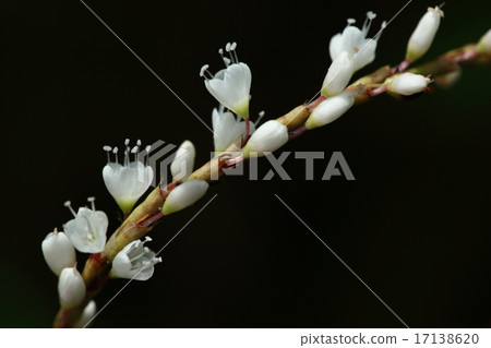 Natural plants White flower cherry tree, white small flowers stick to a thin hanging ears 17138620