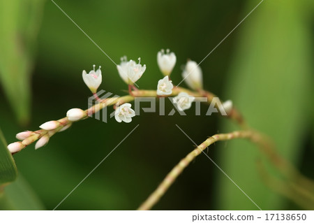 Natural plant crossburs Sakuradade, male flowers and female flowers and the pistil (flower pillar) is the female flower longer than the flower coat 17138650