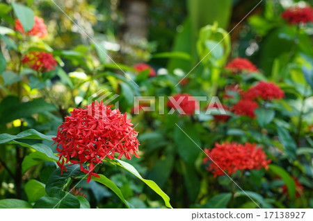 August Flower tropical plant Sandanska / Cyperaceae family 17 17138927