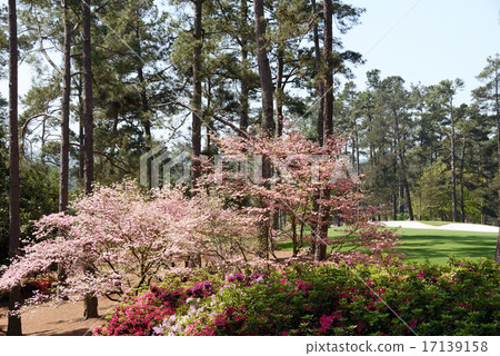 Georgia State Golf Course, USA 17139158