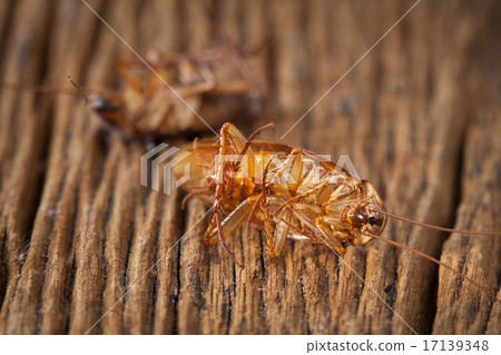 cockroaches are dead on wood table 17139348