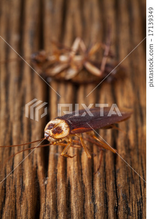cockroaches are dead on wood table 17139349