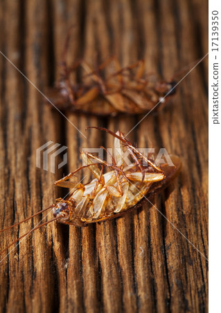 cockroaches are dead on wood table 17139350