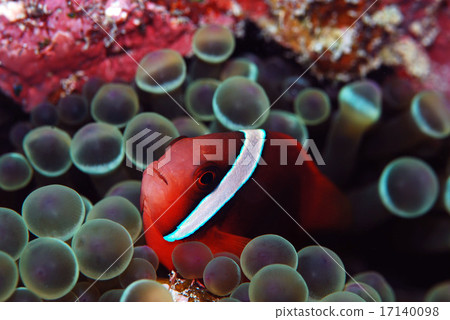 Anemone fish 17140098