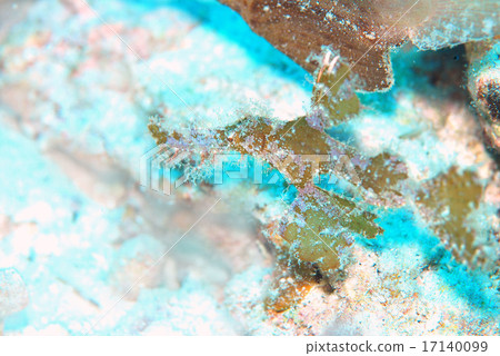 Young fish of the razor 17140099