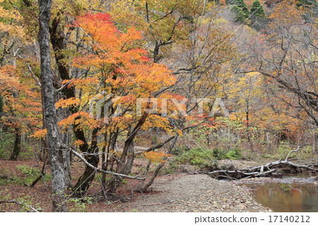 Late autumn's Ashinomori Forest 17140212