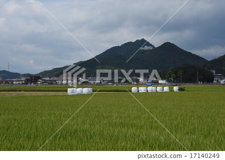 Paddy field and straw roll 17140249