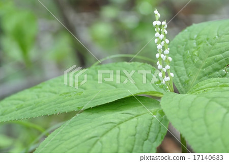 Phthalis sika 17140683