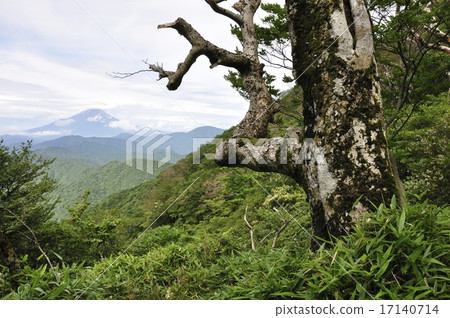 Fuji on the dead tree of the mountain 17140714