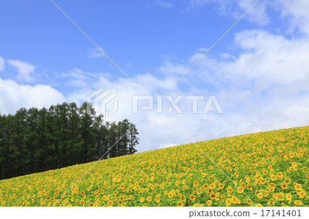 Himawari farm in Biei-cho, Hokkaido Himawari farm in Biei-cho, Hokkaido 17141401