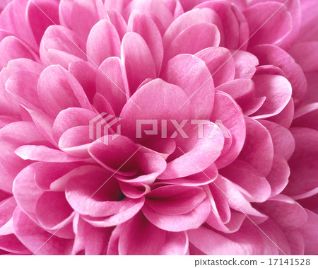 Chrysanthemum 17141528