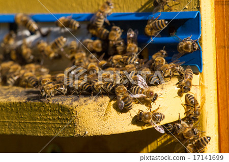 Beehive. Macro shot of bees swarming on a honeycomb Beehive. Macro shot of bees swarming on a honeycomb 17141699