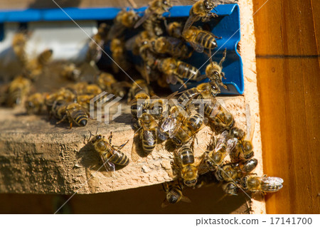 Beehive. Macro shot of bees swarming on a honeycomb Beehive. Macro shot of bees swarming on a honeycomb 17141700