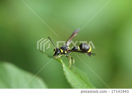 Living thing Insect Mikado Togi beech, It is a tough brush because it makes a tokkuri type nest with mud. Why Mikado? Living thing Insect Mikado Togi beech, It is a tough brush because it makes a tokkuri type nest with mud. Why Mikado? 17141943