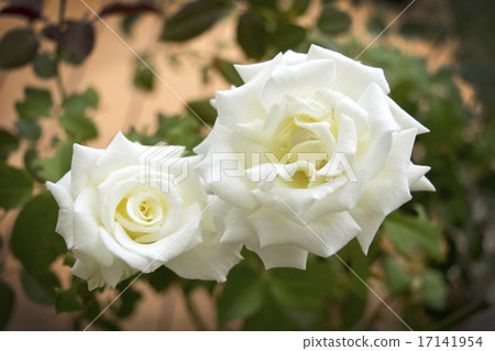 Roses John Paul II Roses John Paul II 17141954