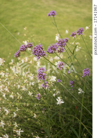 Verbena Bonariensis 17141967