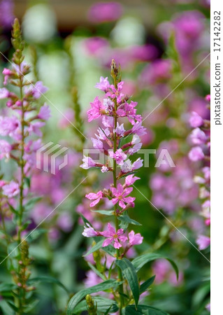 Lythrum Lythrum 17142282