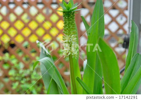 Pineapple Lily 17142291