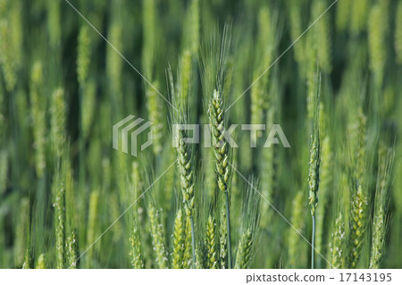 小麥的耳朵 17143195