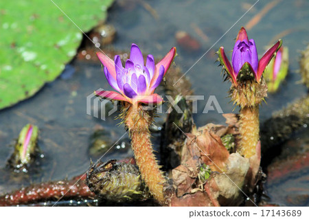 Onibus flowers 17143689