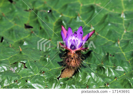 Onibus flowers 17143691