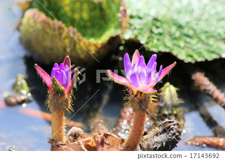 Onibus flowers 17143692