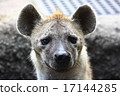 hyena 17144285