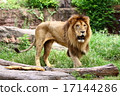 lion 17144286