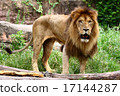 lion 17144287