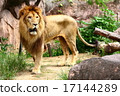 lion 17144289
