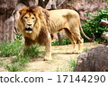 lion 17144290