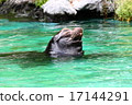 Sea lion 17144291
